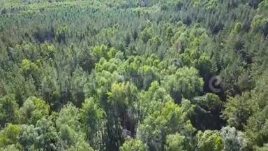高清空中景色在松树和桦树茂密的混合树顶的绿色森林中移动
