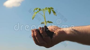 环保萌芽。 番茄幼苗在手中关闭。 环保星球。 手中的嫩芽