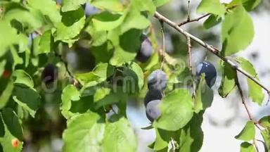 种在果园里的树上的李子。 生产新鲜和有机水果。 枝上成熟的紫罗兰梅。 生长着新鲜的蓝色李子。 P.