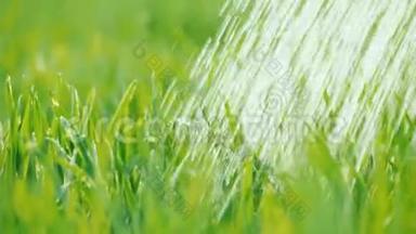 给绿色<strong>草坪浇水</strong>.. 水滴落在多汁的草地上。