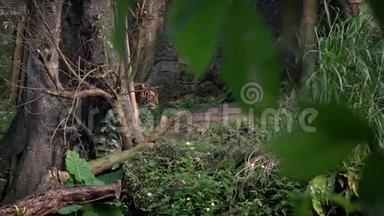 孟加拉虎在树林间行走的慢动作。 自然野生动物