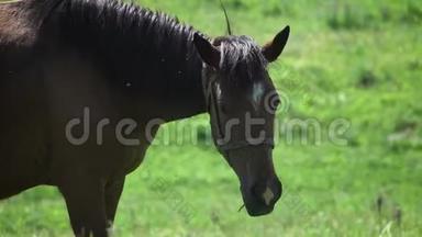怀孕的马在牧场上吃草