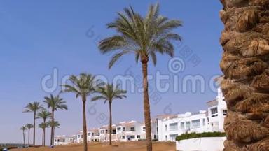 热带棕榈对天空和酒店在埃及。 热带国家酒店外部