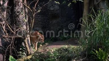 孟加拉虎在树林间行走的慢动作。 自然野生动物
