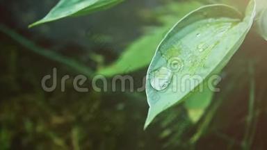 早晨，<strong>一片绿叶</strong>上的寄主出现了透明的大滴露水