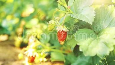 夏日的红甜草莓HD<strong>1920</strong>x1080