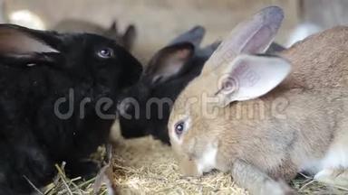 兔子吃小麦，兔子吃，兔子跑，兔子