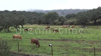 4K西班牙公牛在田里吃一天下雨的草。