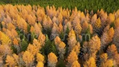 秋天的<strong>落叶</strong>松森林景色。 黄色和绿色的树。 高山峡谷，橙色<strong>落叶</strong>松森林