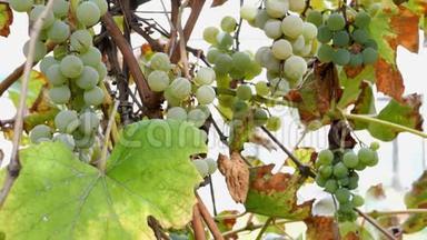 成熟的葡萄。 一小串成熟的白葡萄酒葡萄挂在藤蔓上，叶子是绿色的，在风中摇曳。 自然背景