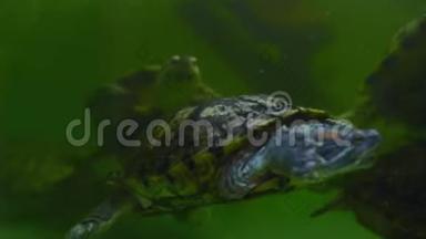 海龟在绿色的水族箱里游泳