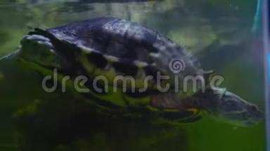 淡水海龟在淡水水族馆的水下游泳