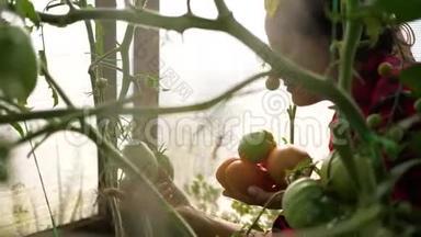 一个女农民在温室里收割。 持有蔬菜的农民-番茄。 有机收获农产品食品