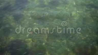 夏天，在透明的蓝色波<strong>浪水</strong>下，有一群奇异的鱼。