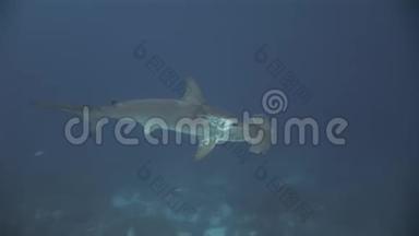 锤头鲨鱼锤捕食者水下寻找海底食物。
