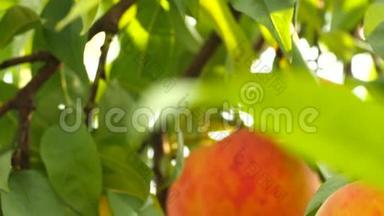 成熟的大桃子