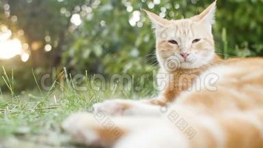可爱的红色小猫躺在院子里的木凳上，背景是<strong>绿色植物</strong>，宠物在<strong>户外</strong>散步，美丽的猫在上面的轮廓。