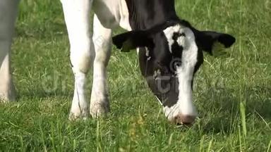 4K. 埃达姆一头黑白牛在绿色草地上吃草