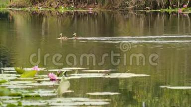 湖上的鸭子和睡莲，在阴郁的水中的粉红色莲花，反映了鸟类。 野生候鸟。 异国情调