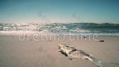 海岸沙上<strong>死鱼</strong>.. 海浪和海鸥鸟。 静态射击