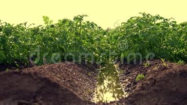 特写，青薯丛灌后采用专用浇水枢轴洒水系统.. 种植马铃薯灌木