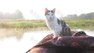 在河上的充气船上洗猫。 一只可爱的猫坐在充气皮艇里，和它一起休息