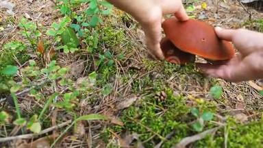 收集蘑菇。 一个蘑菇走近牛肝菌菇，把它撕下来。 秋天的冬菇林