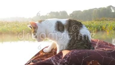 在河上的<strong>充气船</strong>上洗猫。 一只可爱的猫坐在<strong>充气</strong>皮艇里，和它一起休息