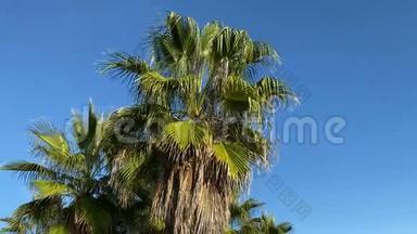 地中海沿岸的棕榈树.. 4k录像。 土耳其。 <strong>安塔利亚</strong>。