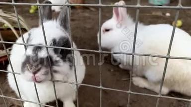 家养的毛茸茸的<strong>白兔</strong>和黑斑兔子在动物农场的笼子后面，家畜的食物动物
