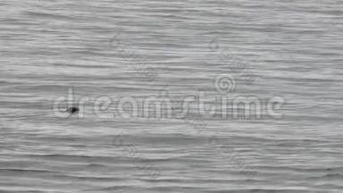 海豹在普吉特湾游泳潜入水下