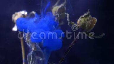 干玫瑰站在水下，蓝色<strong>油漆油墨</strong>从上面倾泻，烟雾扩散在黑色背景。