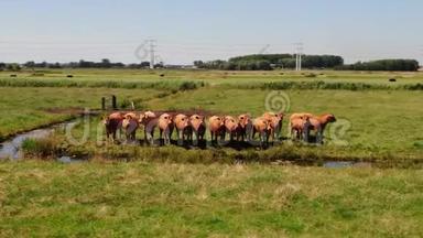 空中<strong>视频</strong>围绕着一群好奇的奶牛在草地上盘旋，奶牛跟随着摄像机，头也跟着<strong>转动</strong>