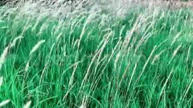 白色叶状茎或使命草或羽毛叶状茎花的Hd镜头。