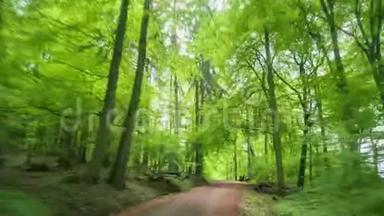 欢乐之旅穿过美丽的绿色森林