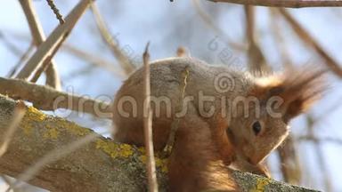 红松鼠或欧亚红松鼠、黄鼠狼坐在树枝上，特写镜头清理自己