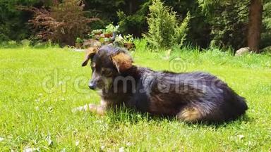 特写肖像有趣的平静的狗躺在绿草地上，在一个乡村花园里休息。 可爱可爱的可爱小狗