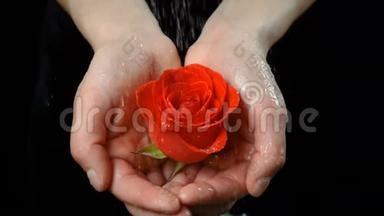 女孩`的手掌在雨中捧着<strong>湿润</strong>的红宝石红玫瑰