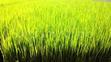 水稻萌芽播种场或稻田，4k超高清慢速运动。