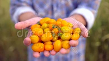 农业和耕作。 男子农民展示蔬菜，番茄，农民`市场，黄色番茄樱桃，有机