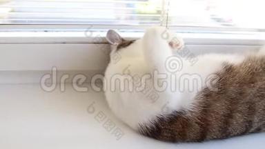 一只<strong>灰白色</strong>的猫，大绿眼睛躺在白色的窗台上。