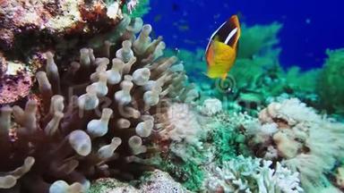 尼莫小丑鱼在海葵上五颜六色的健康珊瑚礁。 海葵，尼莫夫妇在水下游泳。 红海