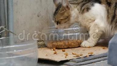 一只流浪的无家可归的猫在特别的塑料碗里吃干猫粮