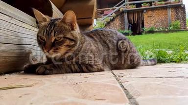 特写肖像滑稽平静的猫躺在地上，在一个乡下院子里休息。 可爱可爱的小可爱看着你