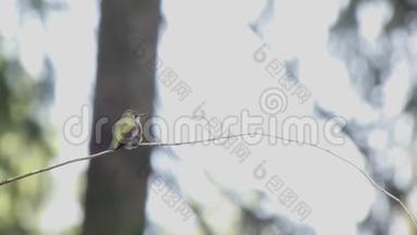 小蜂鸟在森林边缘的白色背景上