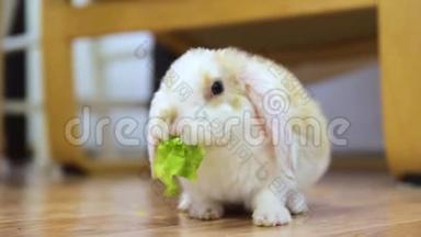 小红白色兔，2个月大，咀嚼绿叶动物食物和宠物概念