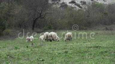 春天在绿荫里偷窥和羔羊