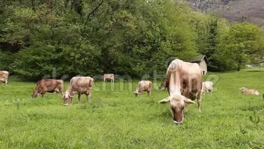 在绿色草地上放牧的牛群