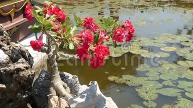 池塘边盛开的盆景树。 美丽的小盆景树，红花在平静的池塘边生长，有百合花