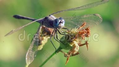 <strong>蓝色大眼睛</strong>的蜻蜓吃花上的蜜露，刮风